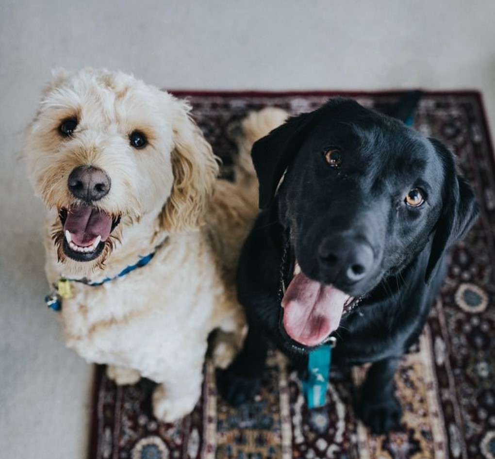 Pet-friendly apartments - 2 dogs smiling with tongues out